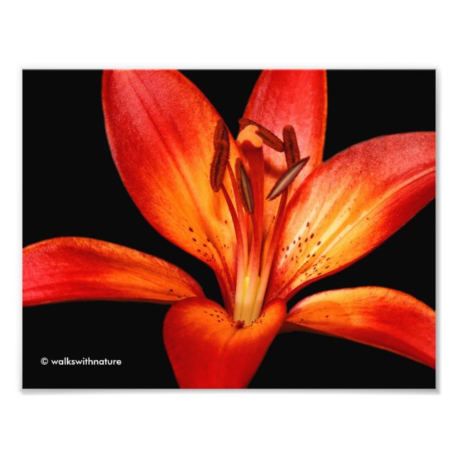 Beautiful Red Orange Asiatic Lily Gran Paradiso Photo Print (Front)