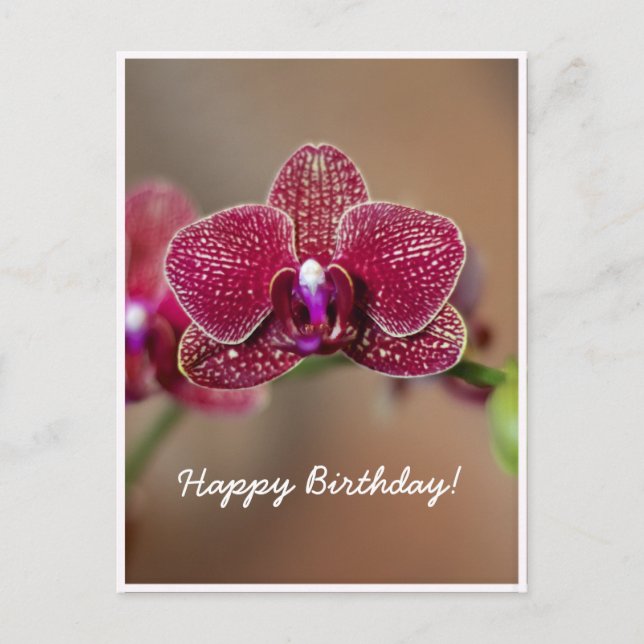 Beautiful Red Orchid Postcard (Front)