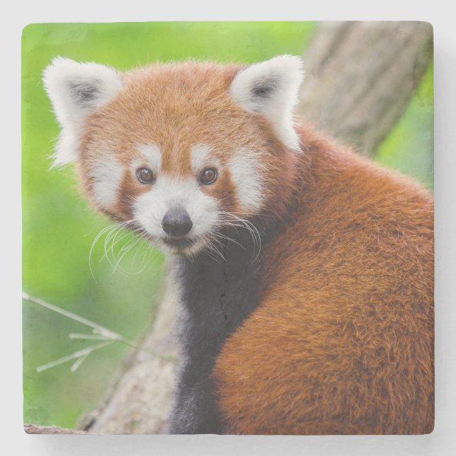 Beautiful Red Panda (Ailurus fulgens) Stone Coaster (Front)