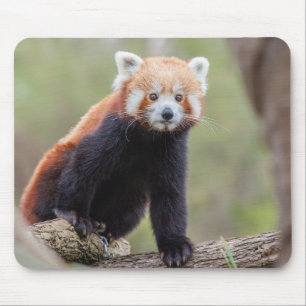 Beautiful Red Panda on a Branch Mouse Pad