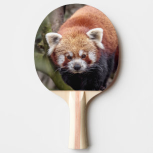 Beautiful Red Panda on a Branch Ping Pong Paddle