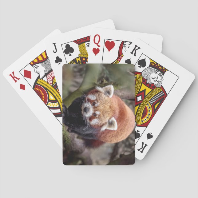 Beautiful Red Panda on a Branch Playing Cards (Back)