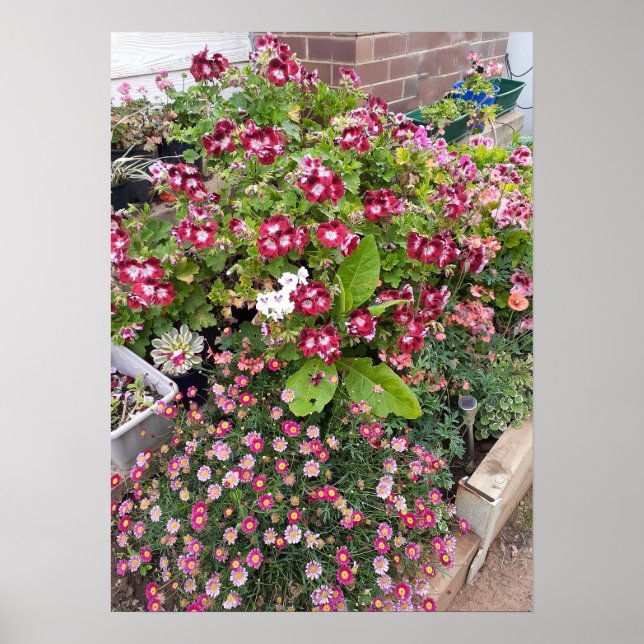 Beautiful Red Pelargonium Flower Garden Poster (Front)