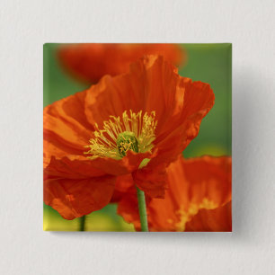 Beautiful Red Poppy 15 Cm Square Badge