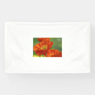 Beautiful Red Poppy Banner