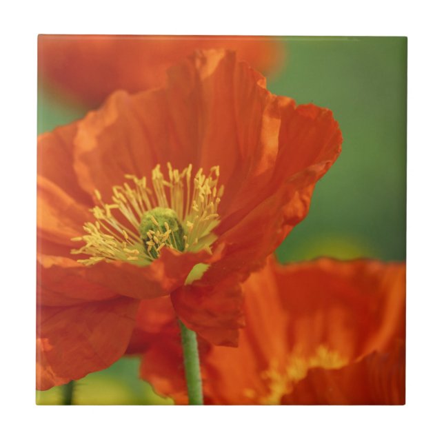 Beautiful Red Poppy Ceramic Tile (Front)