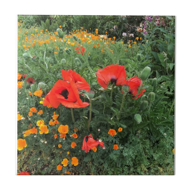 Beautiful Red Poppy   Ceramic Tile (Front)