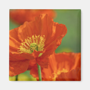 Beautiful Red Poppy Magnet