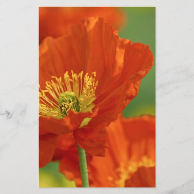 Beautiful Red Poppy Stationery (Front)