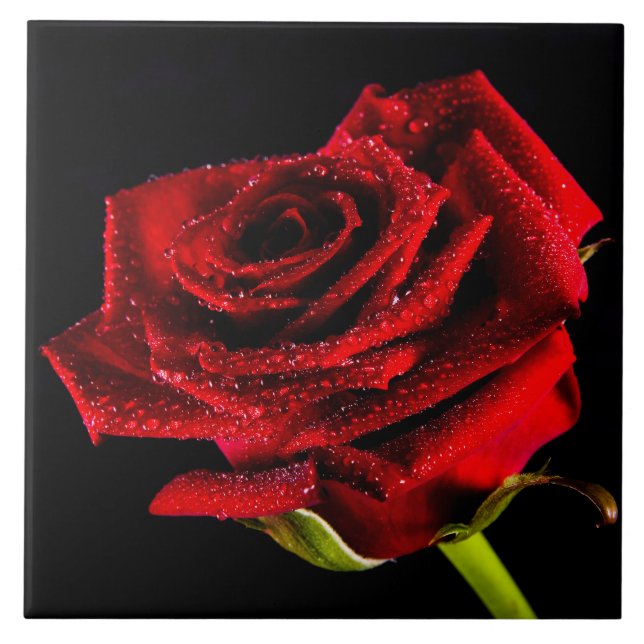 Beautiful red rose ceramic tile (Front)