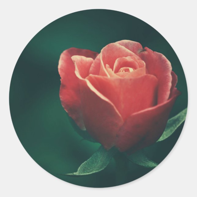 Beautiful Red Rose Flower Wedding Favour Sticker (Front)