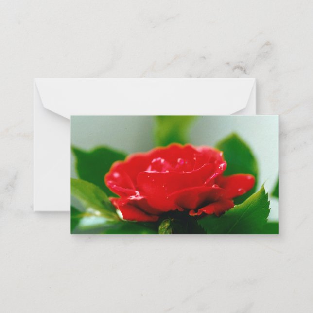 Beautiful Red Rose Morning Dew Drops Card (Front)