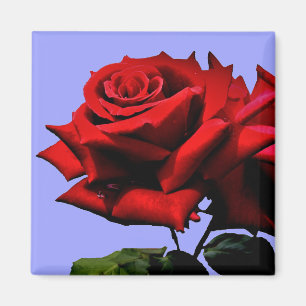 Beautiful Red Rose Nature Floral Magnet