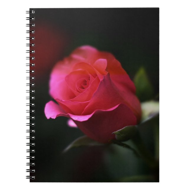 Beautiful Red Rose Notebook (Front)