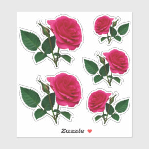 Beautiful red rose photo Transparent CC1145