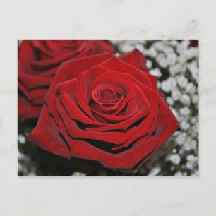 Beautiful Red Rose Postcard