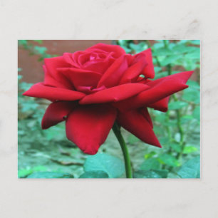 Beautiful Red Rose Postcard