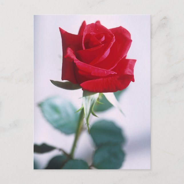 Beautiful Red Rose Postcard (Front)