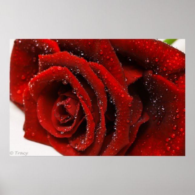 Beautiful Red Rose Poster (Front)