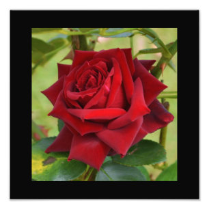 Beautiful Red Rose Poster