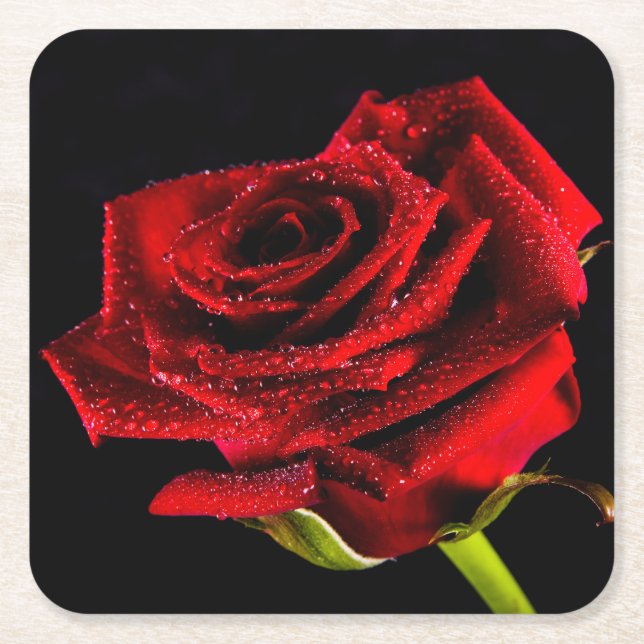 Beautiful red rose square paper coaster (Front)
