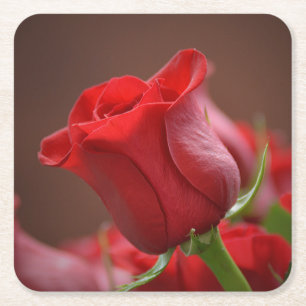 Beautiful Red Rose Square Paper Coaster