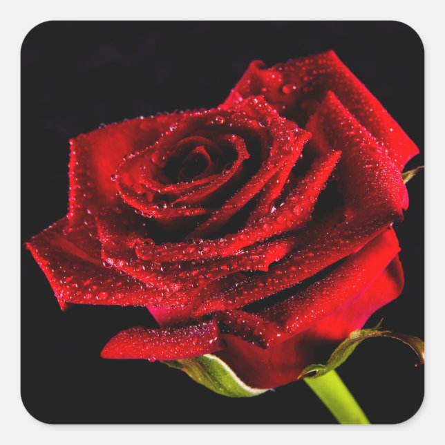 Beautiful red rose square sticker (Front)