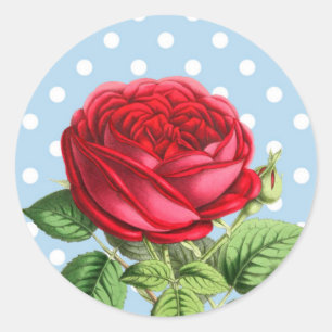 Beautiful red rose stickers