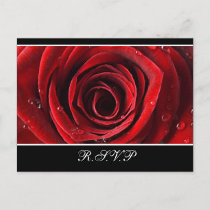 Beautiful Red Rose Wedding RSVP postcard -Black