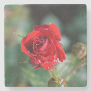 Beautiful Red Rose with Water Droplets Stone Coaster