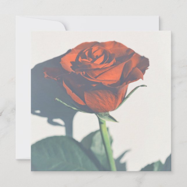 Beautiful Red Rose Your Text Flat Card (Front)