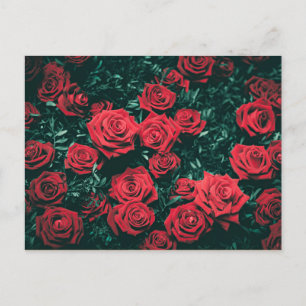 Beautiful Red Roses Postcard