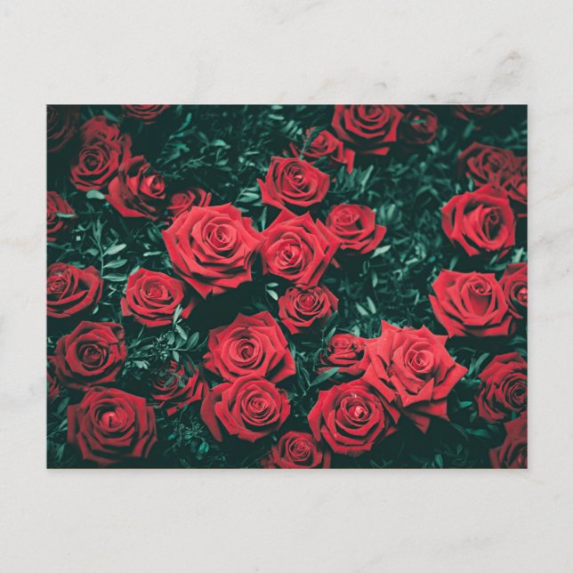Beautiful Red Roses Postcard (Front)