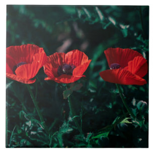 Beautiful Red Three Poppy Flowers Ceramic Tile