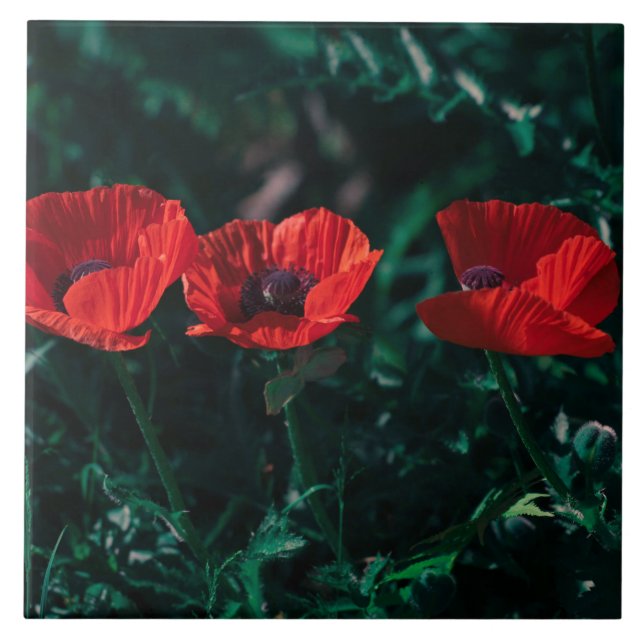 Beautiful Red Three Poppy Flowers Ceramic Tile (Front)