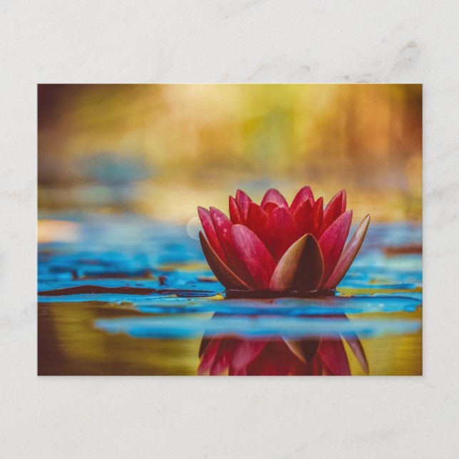Beautiful Red Water Lily Postcard (Front)