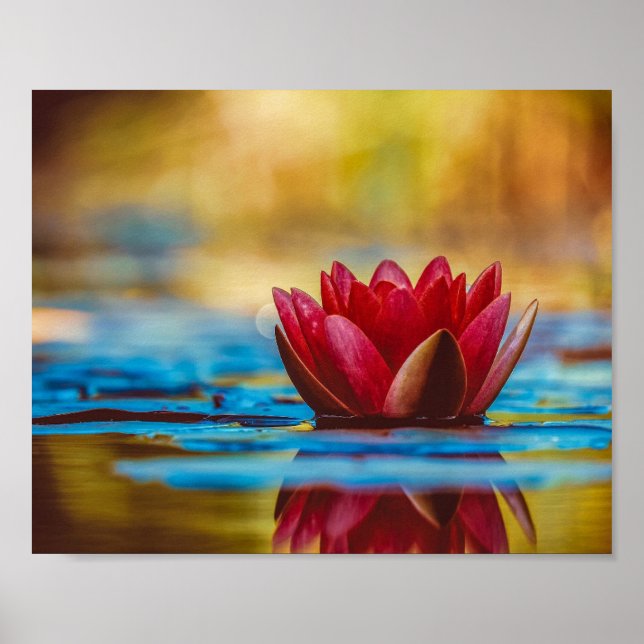 Beautiful Red Water Lily Poster (Front)