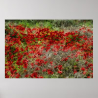 Beautiful Red Wildflower Anemones Abstract Art