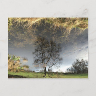 Beautiful Reflection Photography Tree Postcard