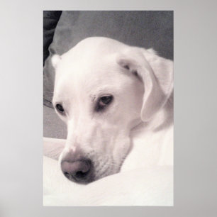 Beautiful Regal White Labrador Mix Dog Grey Poster