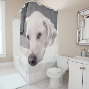 Beautiful Regal White Labrador Mix Dog Grey Shower Curtain