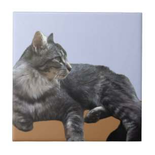 Beautiful Relaxing Cat   Ceramic Tile