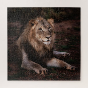 Beautiful Resting Lion in the Wild Jigsaw Puzzle