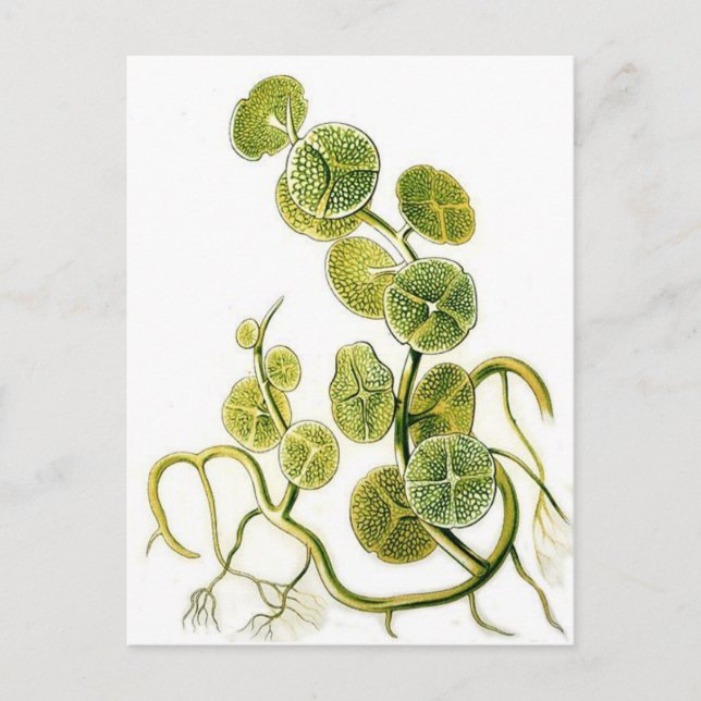 Beautiful retro seaweed plant print by Haeckel Postcard (Front)