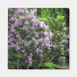 Beautiful Rhododendrons Magnet