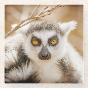 Beautiful Ring Tailed Lemur Glass Coaster