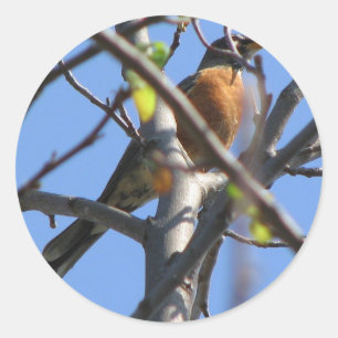 Beautiful Robin in the Tree Classic Round Sticker