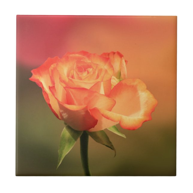 Beautiful Romantic Rose Photograph Ceramic Tile (Front)