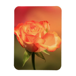 Beautiful Romantic Rose Photograph Magnet