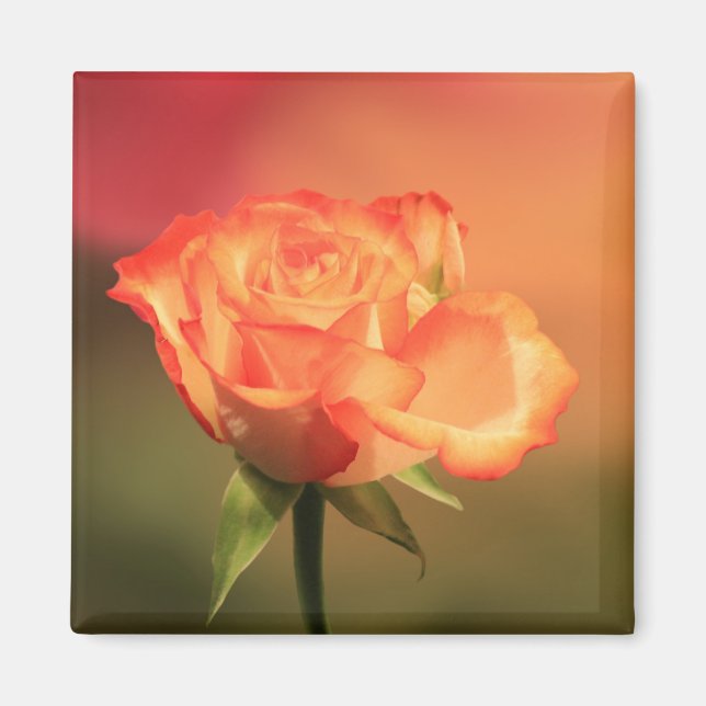 Beautiful Romantic Rose Photograph Magnet (Front)